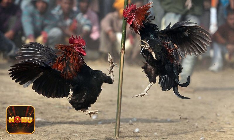Đá gà NoHu - Đá gà NoHu tại NoHu có gì nổi bật?